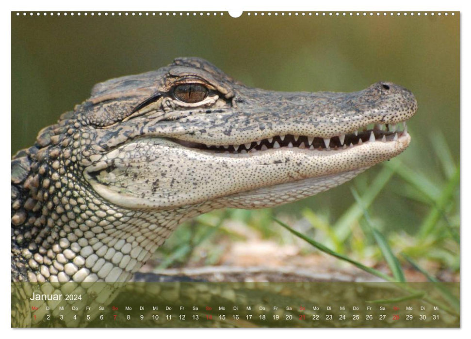 Alligatoren und Co. (CALVENDO Premium Wandkalender 2024)