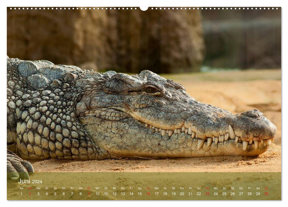 Alligatoren und Co. (CALVENDO Premium Wandkalender 2024)