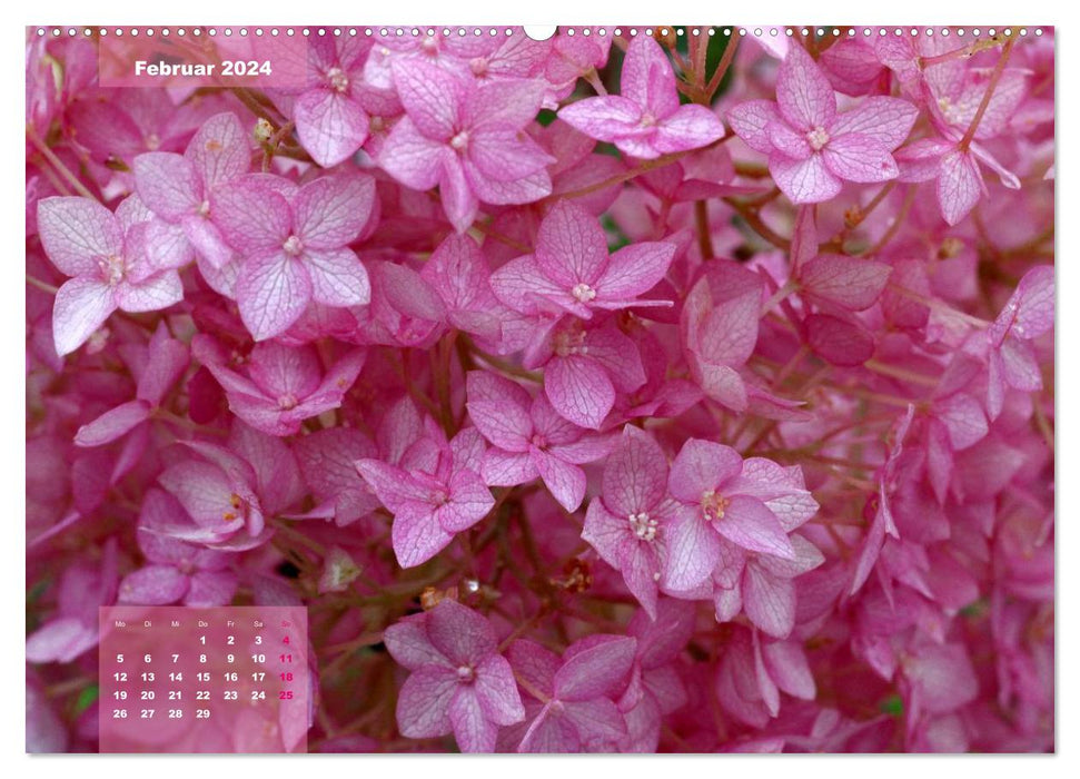 Hortensias célestes (Calvendo Premium Wall Calendar 2024) 