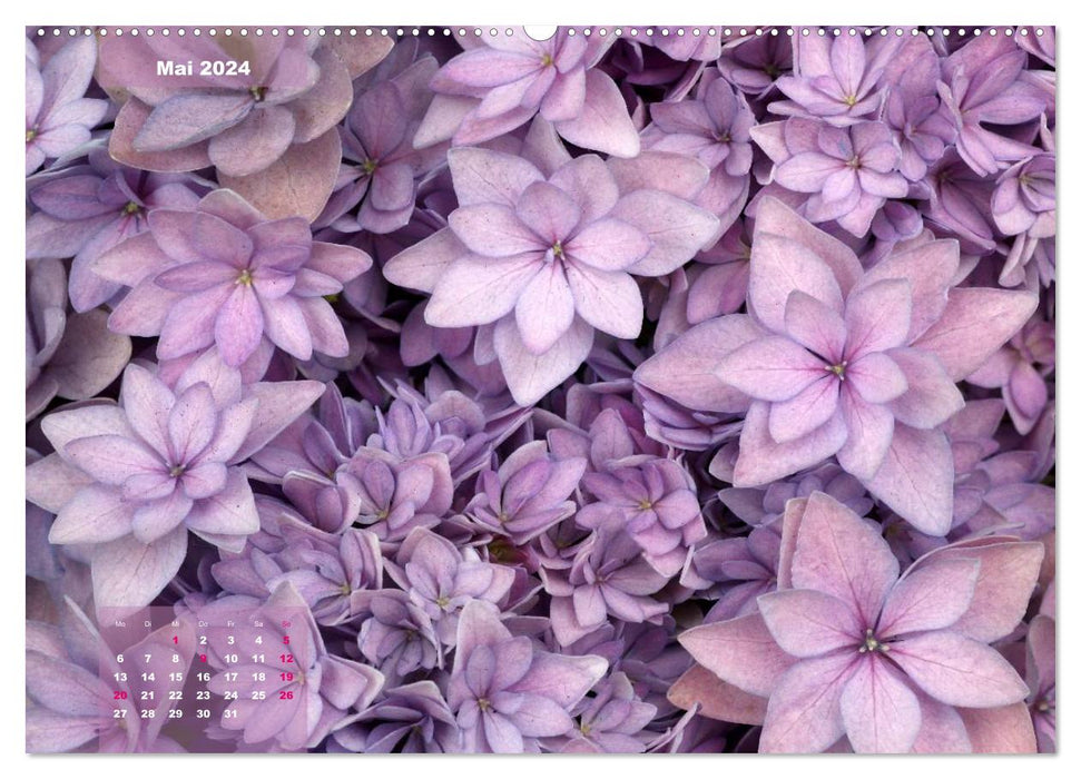 Heavenly Hydrangeas (CALVENDO Premium Wall Calendar 2024) 