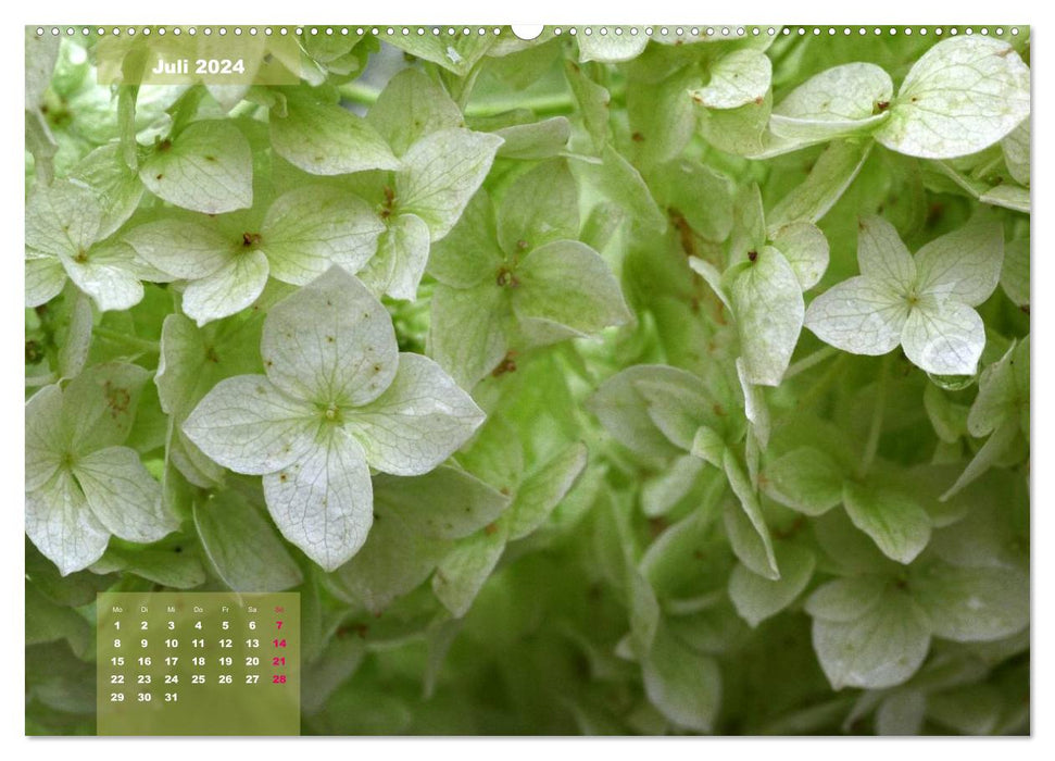 Hortensias célestes (Calvendo Premium Wall Calendar 2024) 