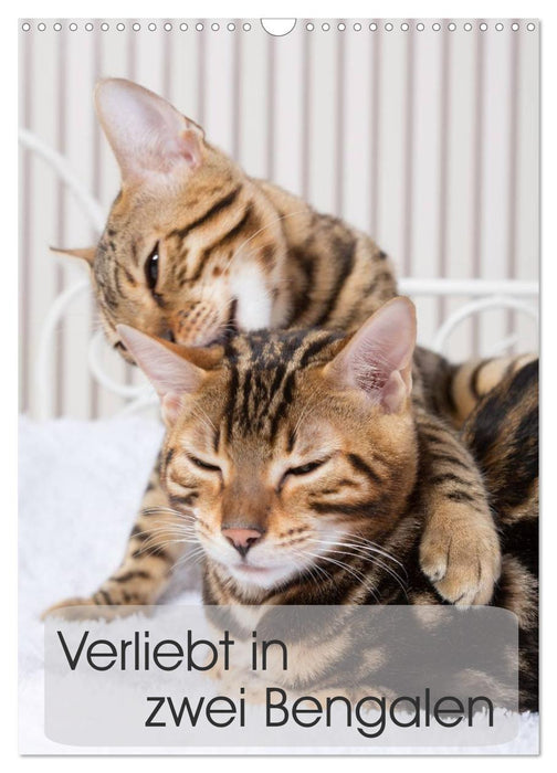 In love with two Bengals (CALVENDO wall calendar 2024) 