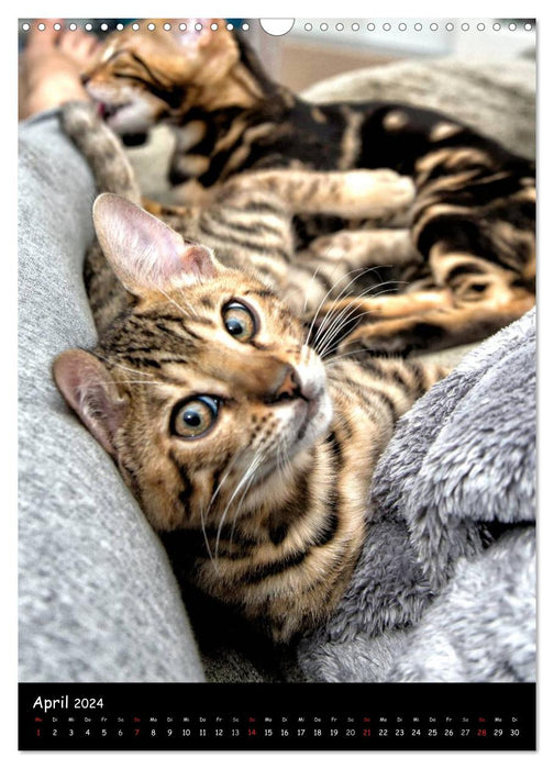 In love with two Bengals (CALVENDO wall calendar 2024) 