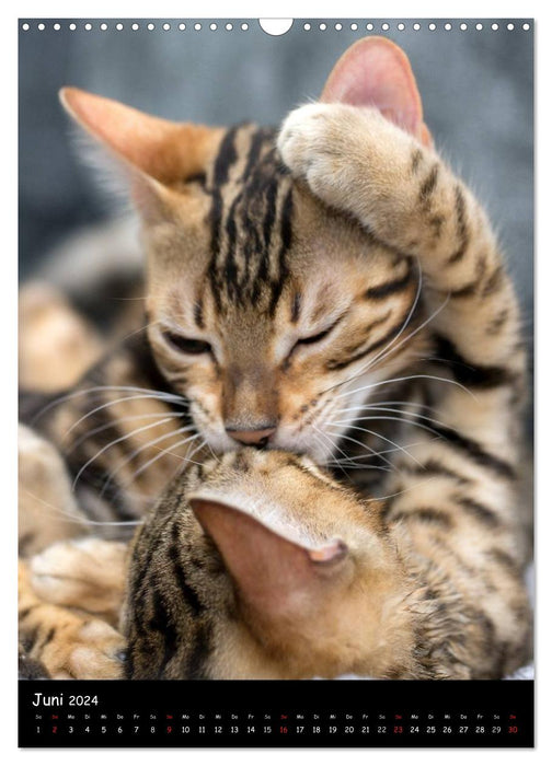 In love with two Bengals (CALVENDO wall calendar 2024) 