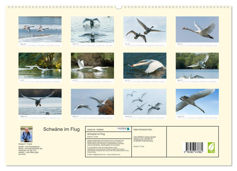 Swans in flight (CALVENDO Premium Wall Calendar 2024) 