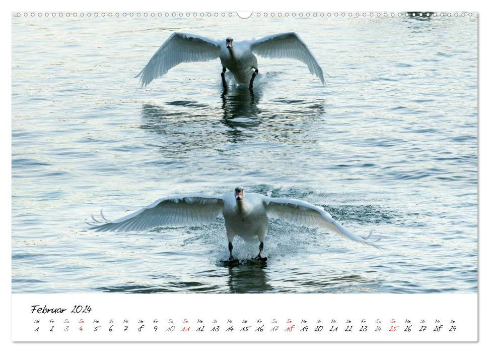 Swans in flight (CALVENDO Premium Wall Calendar 2024) 