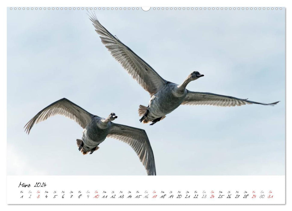 Schwäne im Flug (CALVENDO Premium Wandkalender 2024)