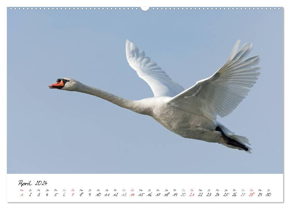 Swans in flight (CALVENDO Premium Wall Calendar 2024) 