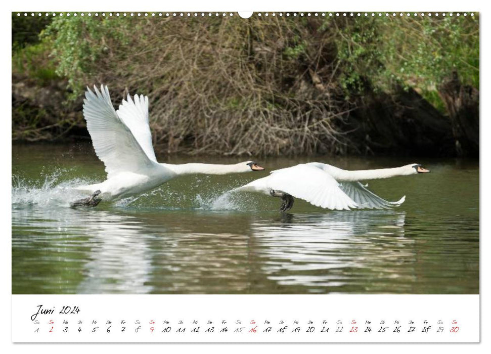 Swans in flight (CALVENDO Premium Wall Calendar 2024) 