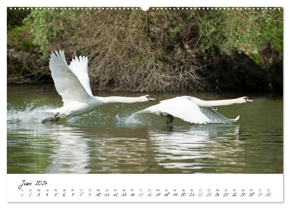 Schwäne im Flug (CALVENDO Premium Wandkalender 2024)