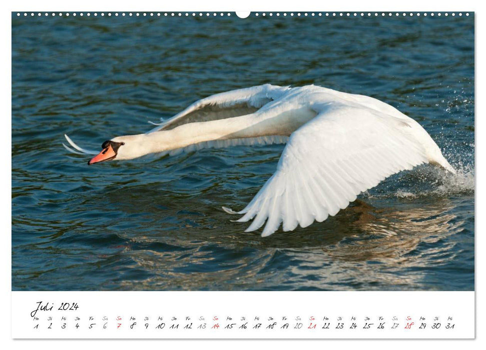 Swans in flight (CALVENDO Premium Wall Calendar 2024) 