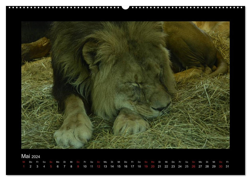 Please do not disturb... animals dream here (CALVENDO wall calendar 2024) 