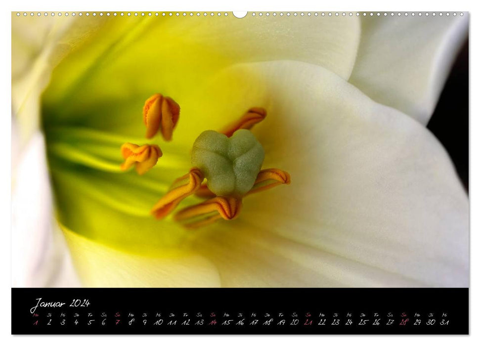 Serenade - Visual Music of Flowers (CALVENDO Premium Wall Calendar 2024) 