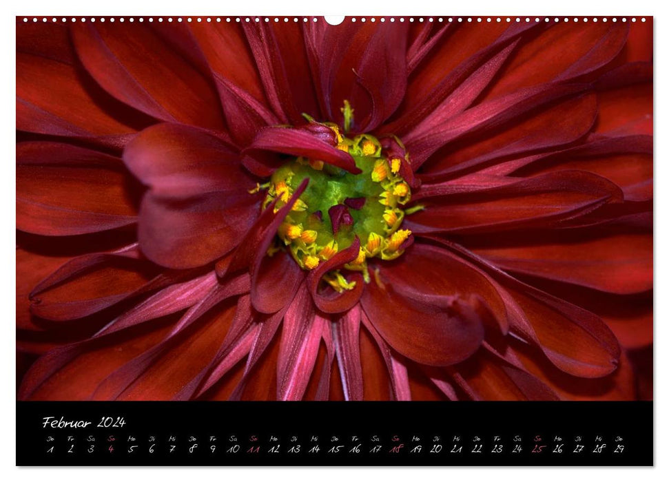 Serenade - Visuelle Musik der Blumen (CALVENDO Premium Wandkalender 2024)