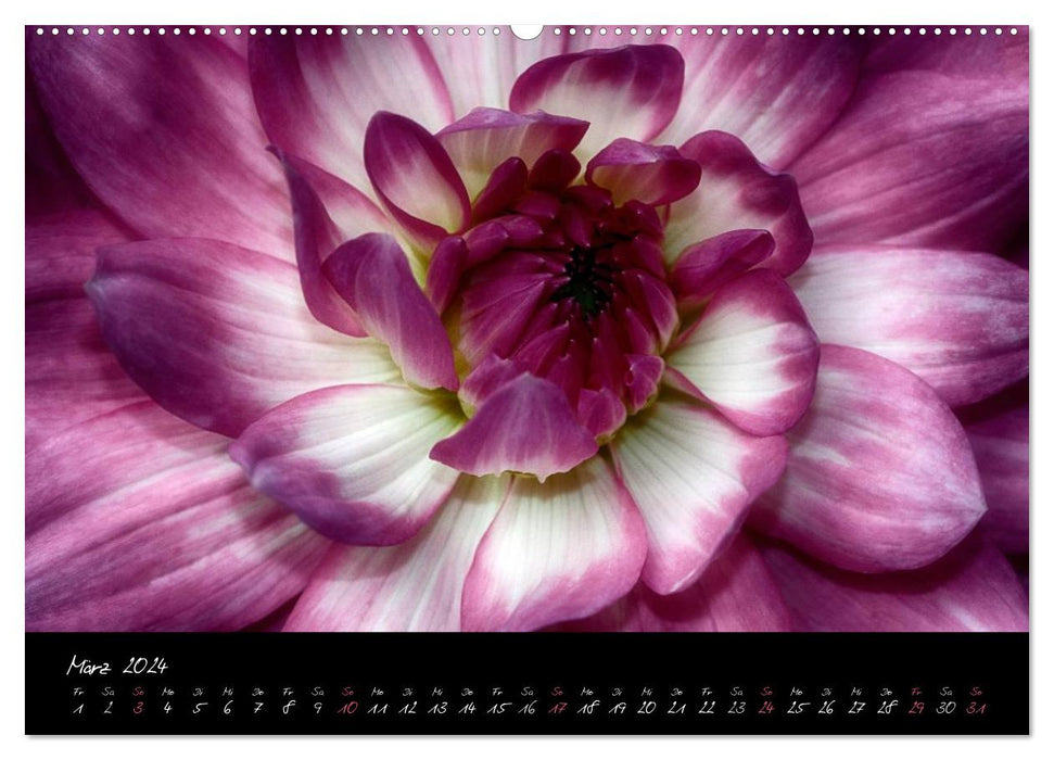 Serenade - Visual Music of Flowers (CALVENDO Premium Wall Calendar 2024) 