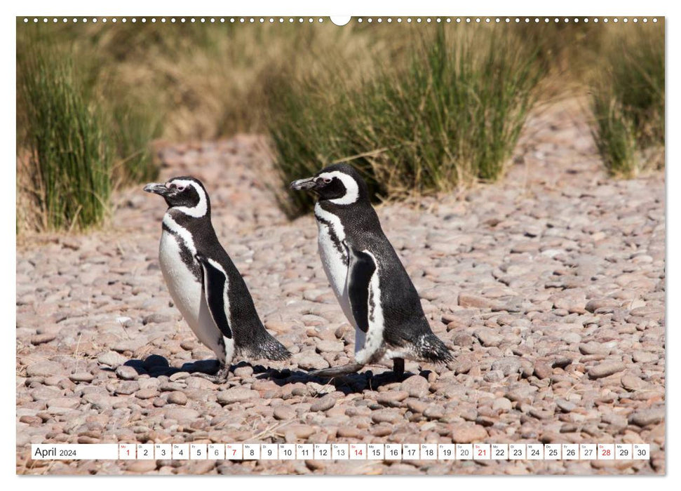 Argentine sauvage (calendrier mural CALVENDO 2024) 