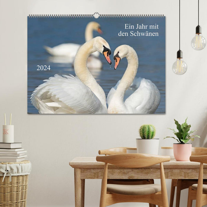 Une année avec les cygnes (calendrier mural CALVENDO 2024) 