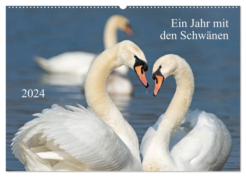 Ein Jahr mit den Schwänen (CALVENDO Wandkalender 2024)