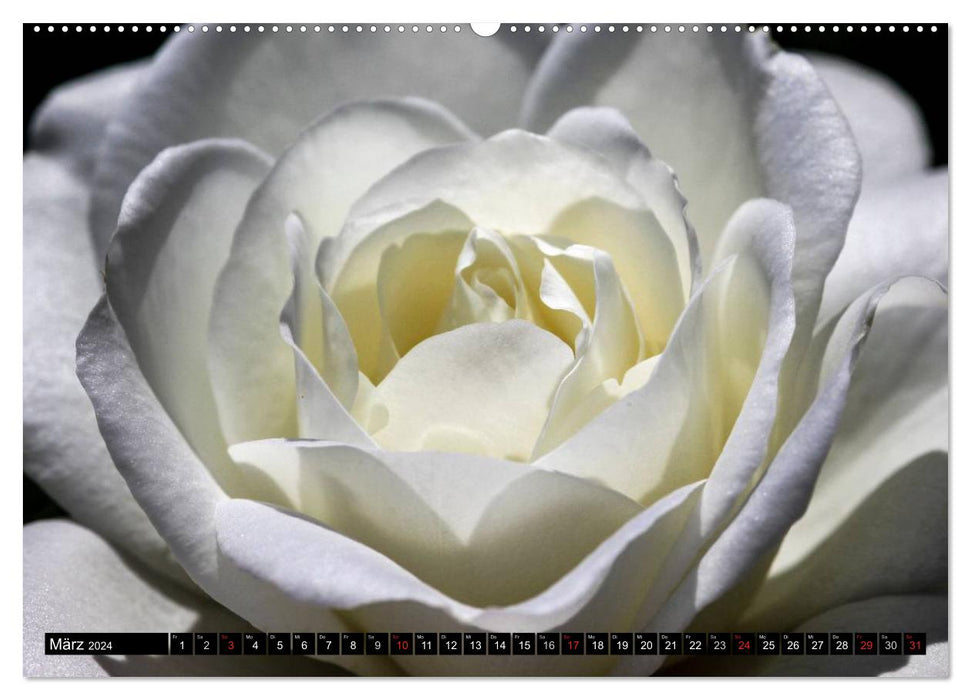 Roses naturally beautiful (CALVENDO Premium Wall Calendar 2024) 