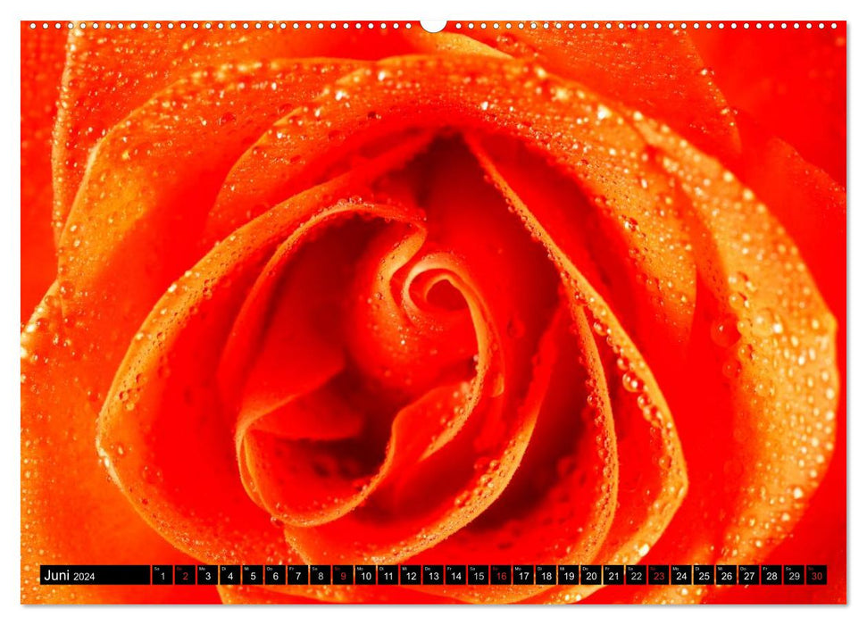 Rosen natürlich schön (CALVENDO Premium Wandkalender 2024)