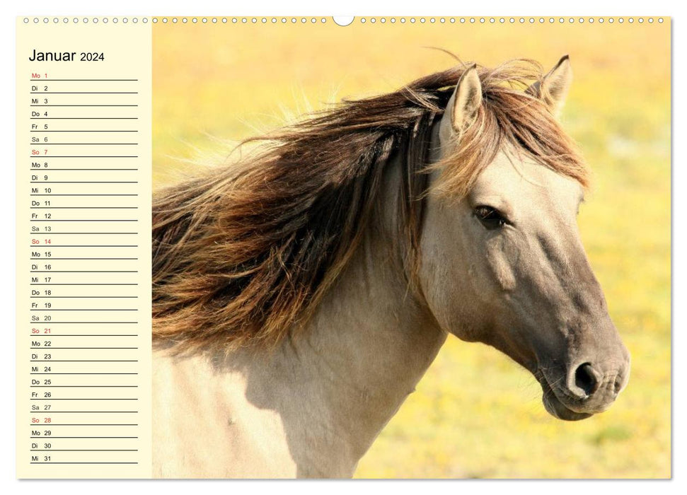 Ponies. Heartbreakers with brains (CALVENDO Premium Wall Calendar 2024) 