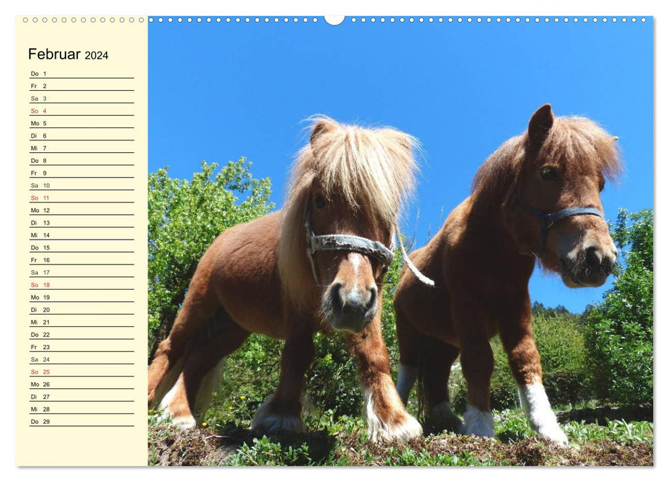 Ponys. Herzensbrecher mit Grips (CALVENDO Premium Wandkalender 2024)