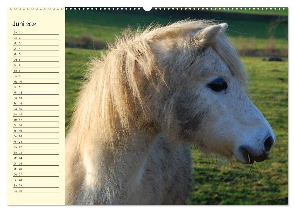 Ponys. Herzensbrecher mit Grips (CALVENDO Premium Wandkalender 2024)