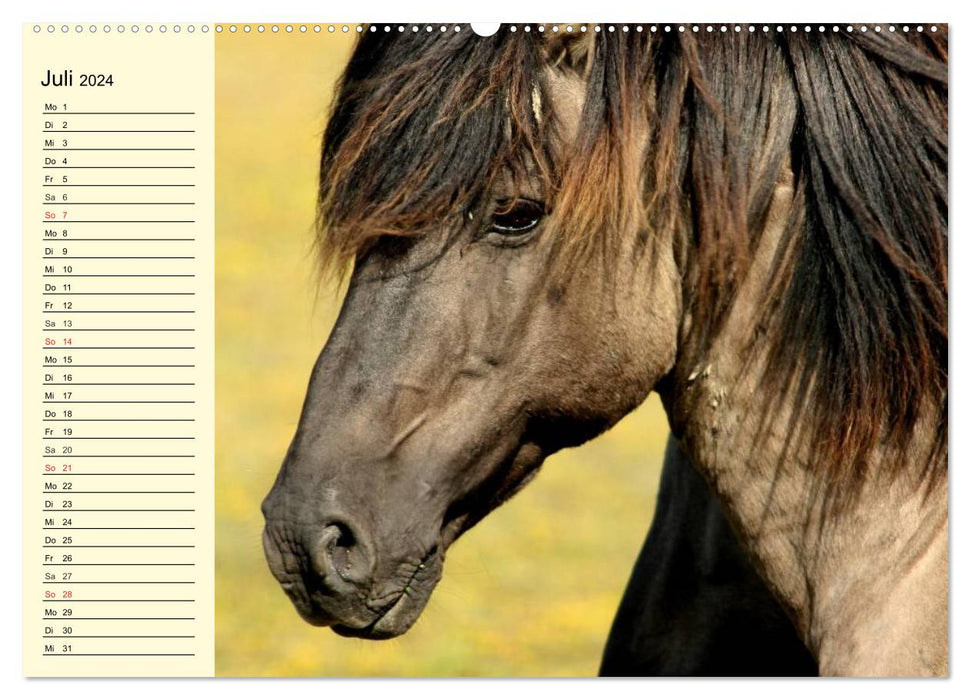 Ponies. Heartbreakers with brains (CALVENDO Premium Wall Calendar 2024) 