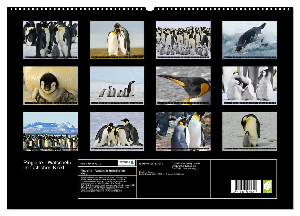 Penguins - waddling in festive dress (CALVENDO Premium Wall Calendar 2024) 