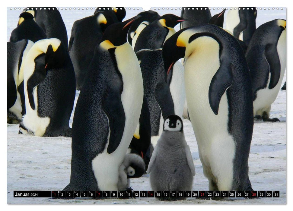 Pinguine - Watscheln im festlichen Kleid (CALVENDO Premium Wandkalender 2024)