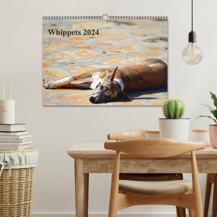 Whippet 2024 (CALVENDO Wandkalender 2024)