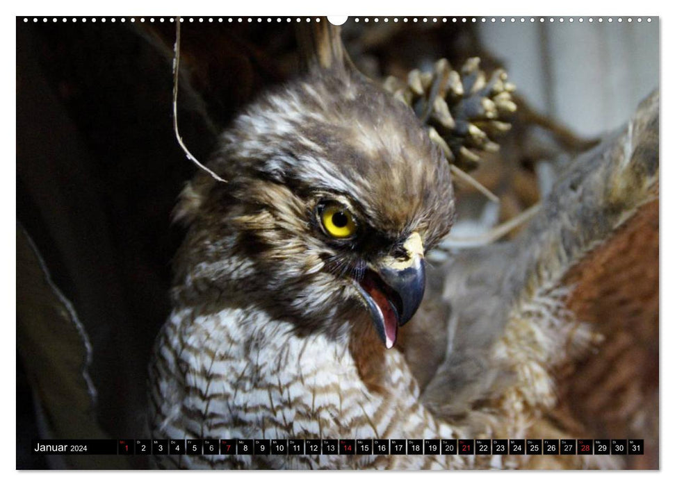 Aigles et griffons - rois du ciel (calendrier mural CALVENDO 2024) 