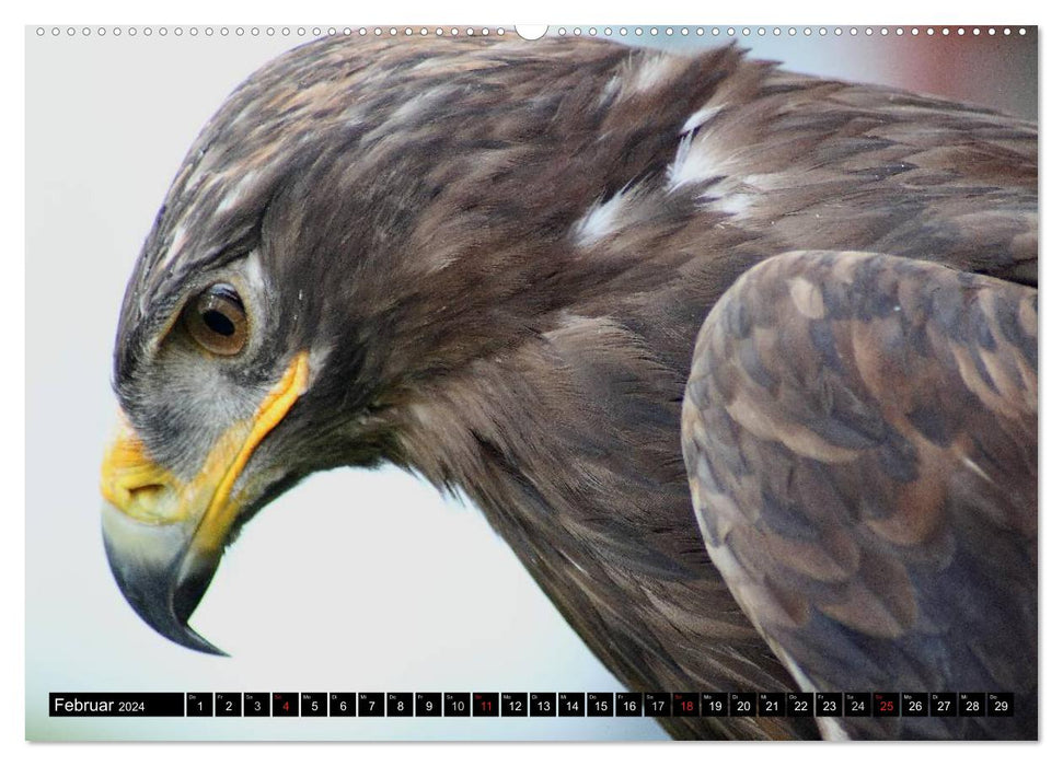 Aigles et griffons - rois du ciel (calendrier mural CALVENDO 2024) 