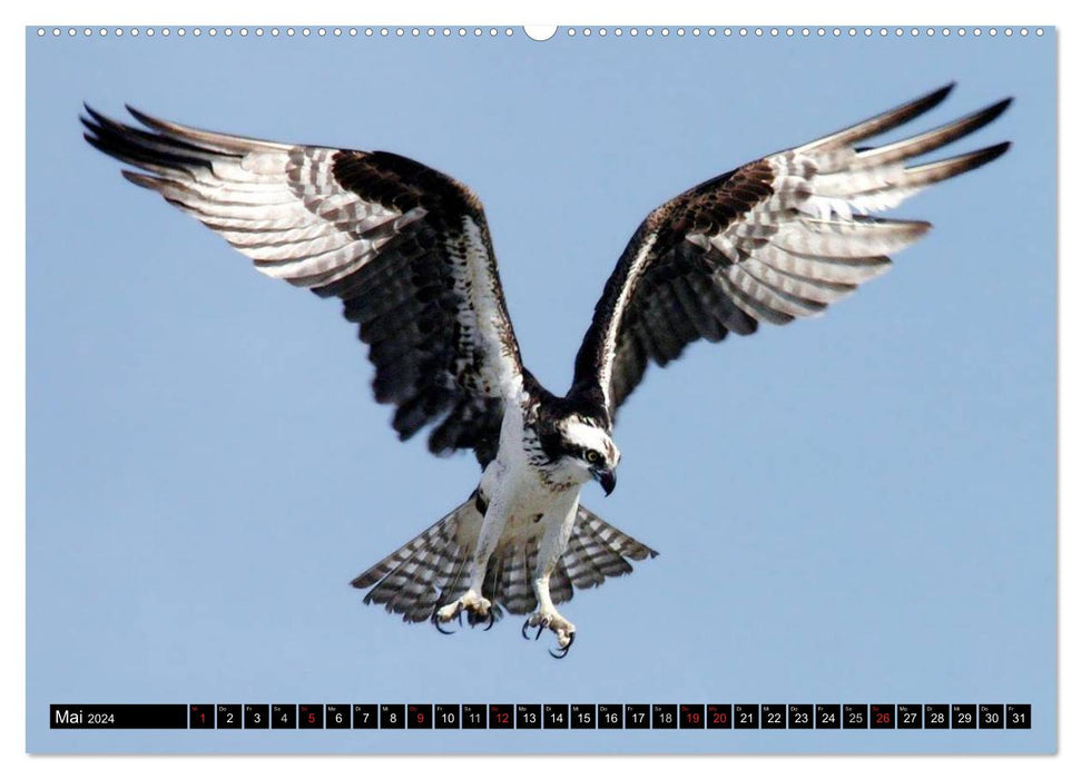 Aigles et griffons - rois du ciel (calendrier mural CALVENDO 2024) 