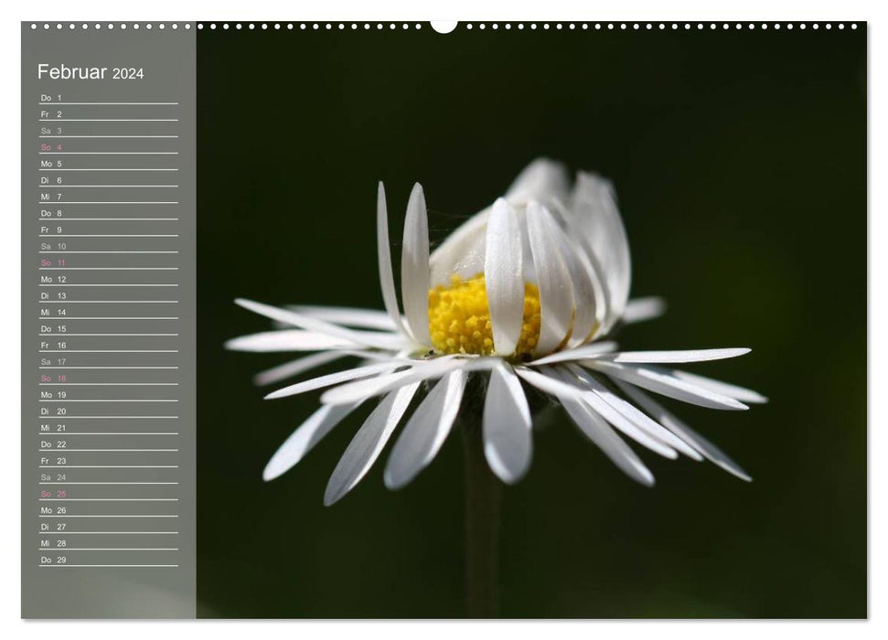 small daisies really big (CALVENDO Premium Wall Calendar 2024) 