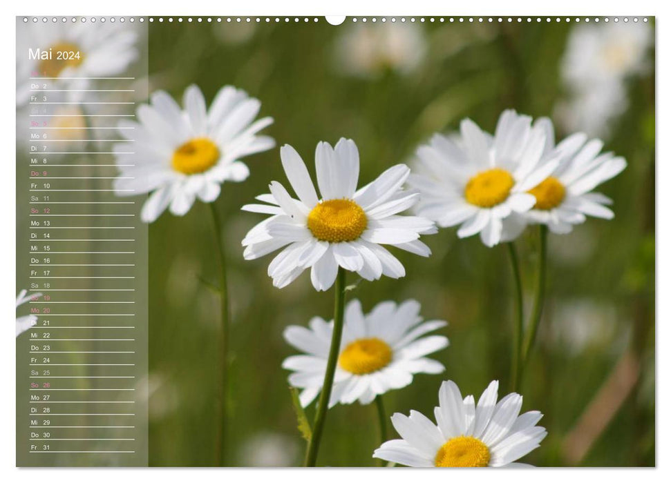 small daisies really big (CALVENDO Premium Wall Calendar 2024) 