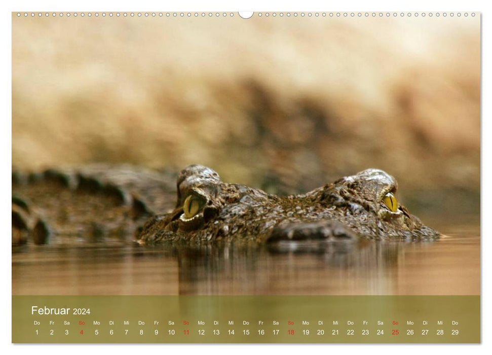 Alligators and Co. (Calendrier mural CALVENDO 2024) 