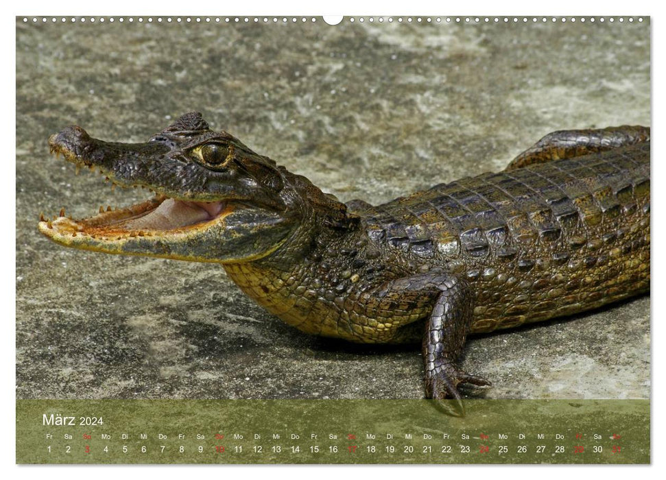 Alligators and Co. (CALVENDO wall calendar 2024) 