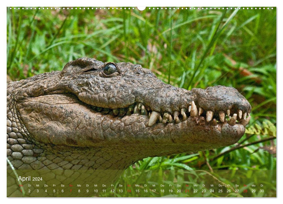 Alligatoren und Co. (CALVENDO Wandkalender 2024)
