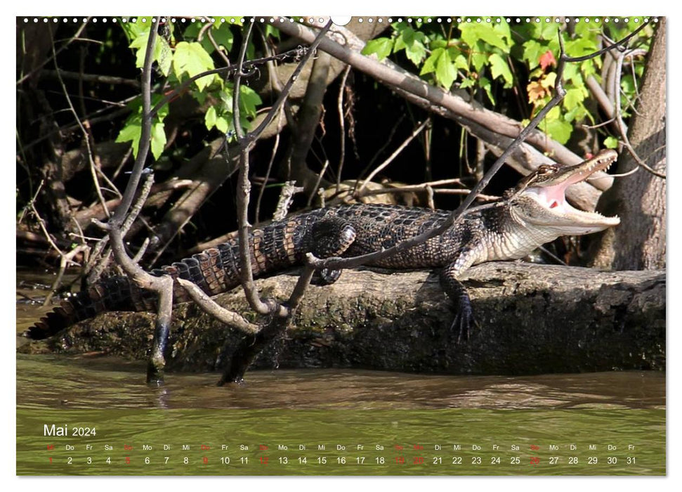 Alligators and Co. (CALVENDO wall calendar 2024) 