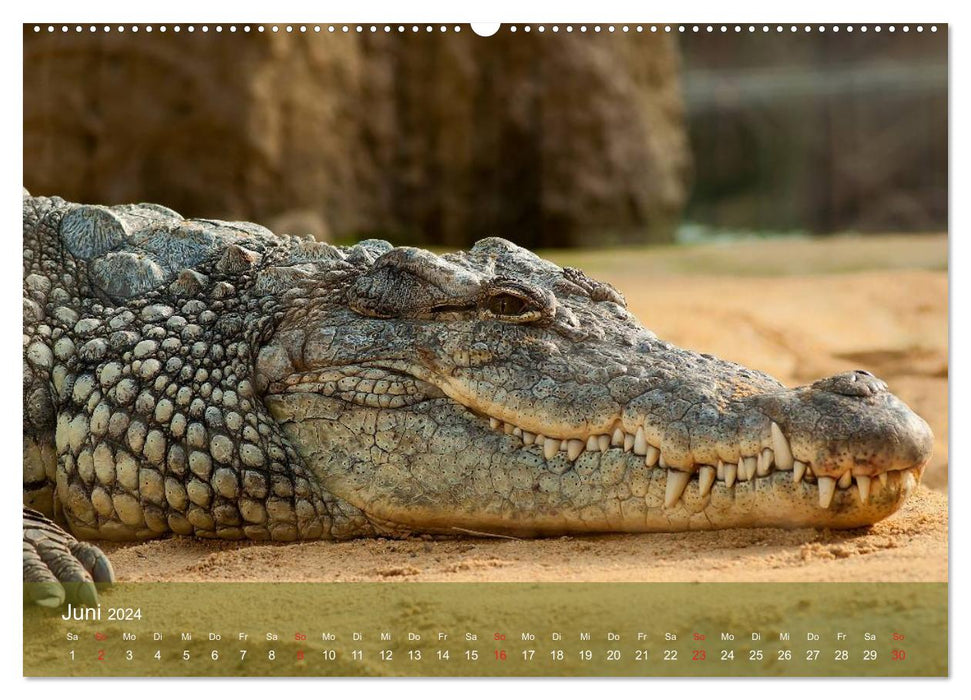 Alligators and Co. (CALVENDO wall calendar 2024) 