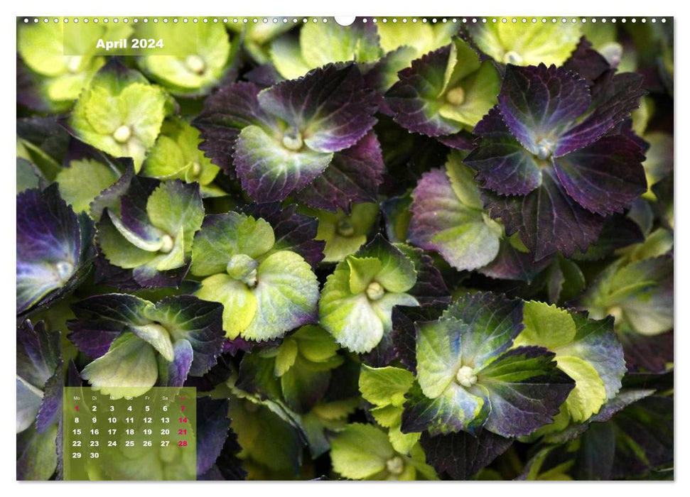 Heavenly hydrangeas (CALVENDO wall calendar 2024) 