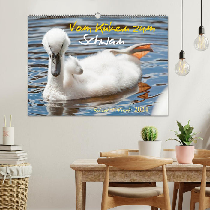 From chick to swan (CALVENDO wall calendar 2024) 