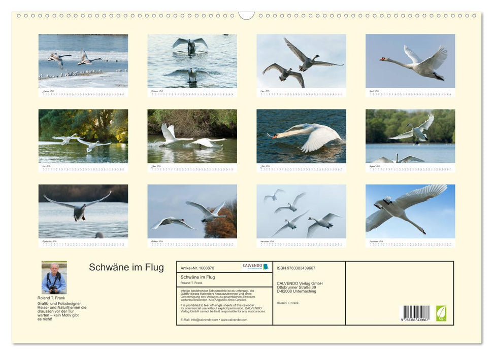 Swans in flight (CALVENDO wall calendar 2024) 