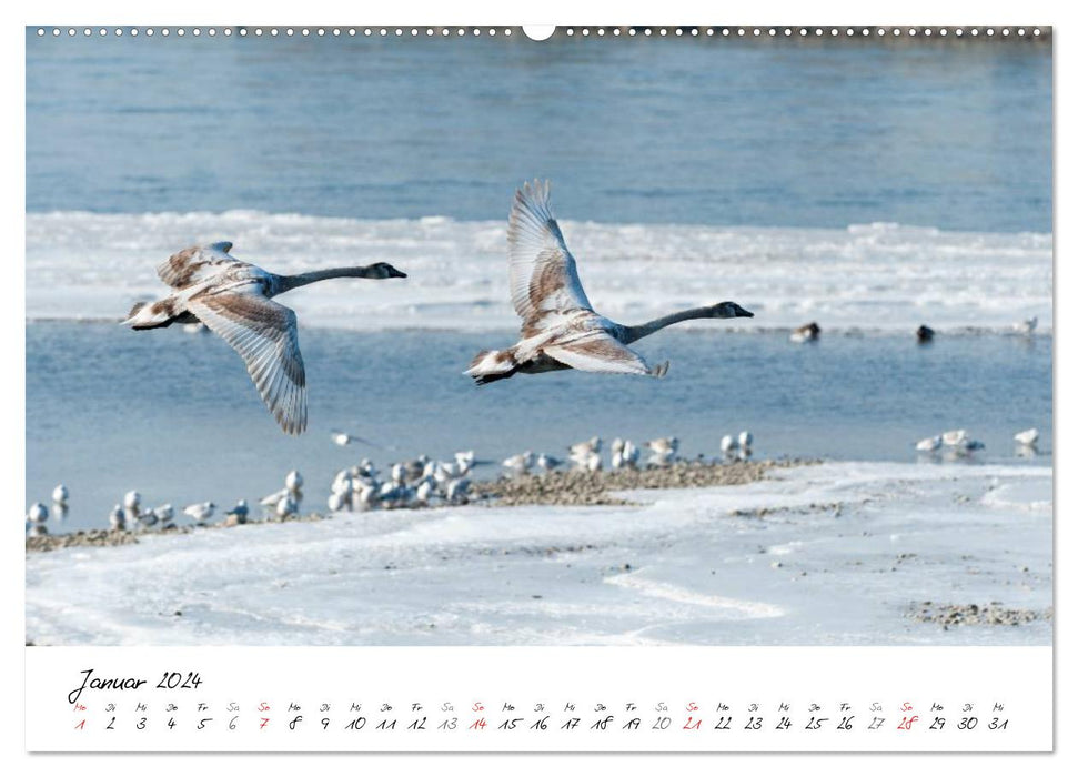 Schwäne im Flug (CALVENDO Wandkalender 2024)