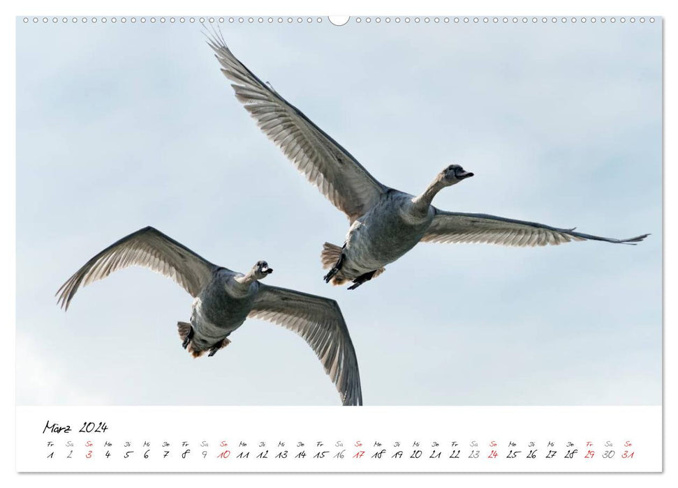 Schwäne im Flug (CALVENDO Wandkalender 2024)