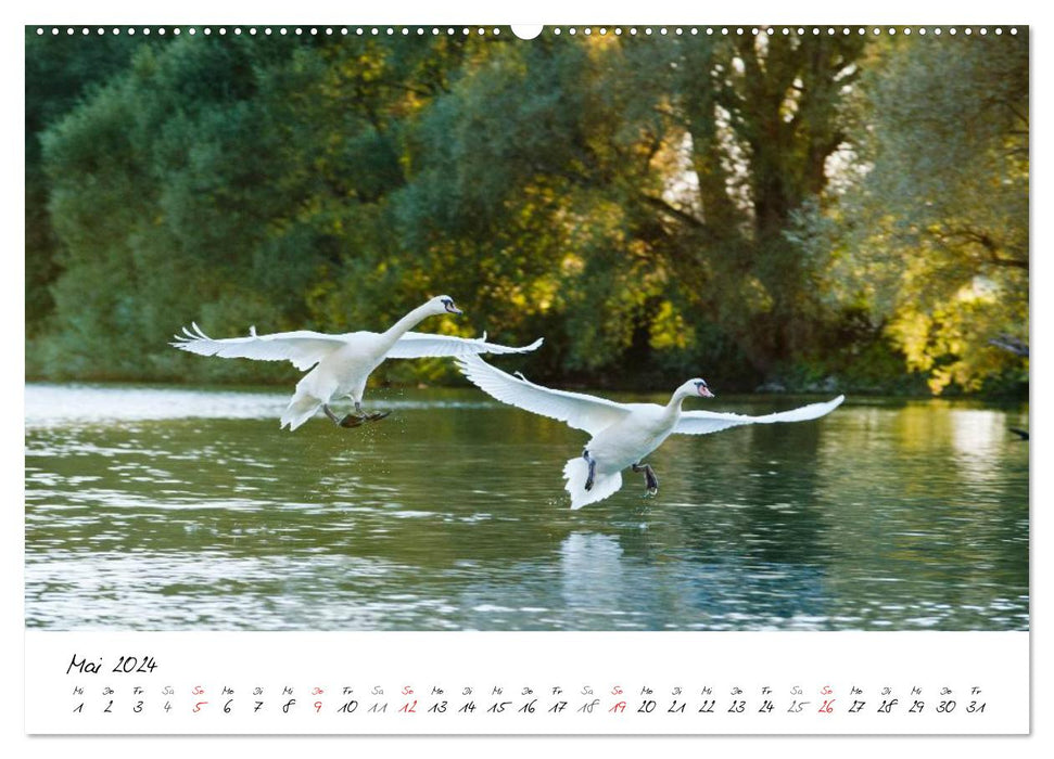 Swans in flight (CALVENDO wall calendar 2024) 