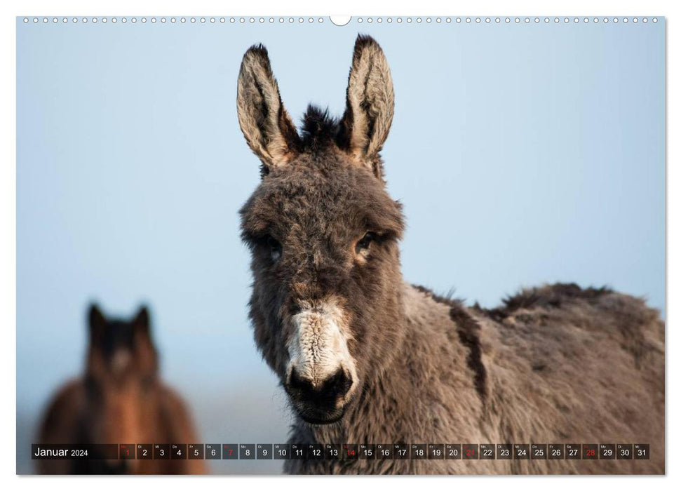 Donkey - pretty, smart and hardworking (CALVENDO Premium Wall Calendar 2024) 