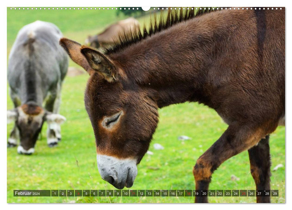 Âne - joli, intelligent et travailleur (Calvendo Premium Wall Calendar 2024) 