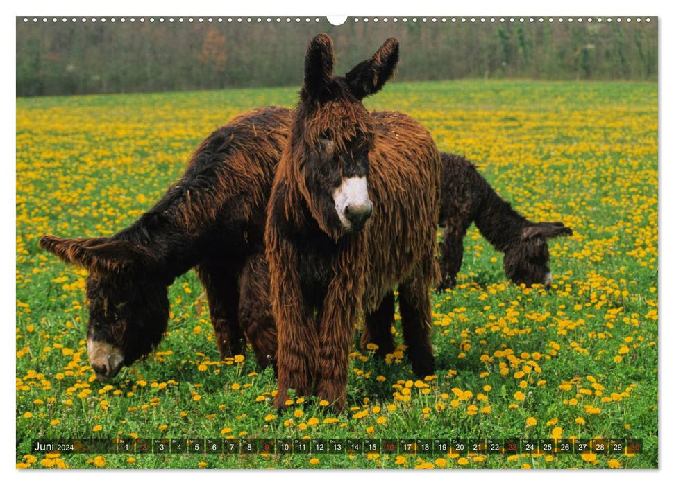 Donkey - pretty, smart and hardworking (CALVENDO Premium Wall Calendar 2024) 